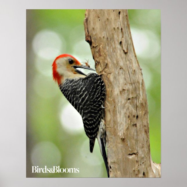 Red-Bellied Woodpecker Poster (Front)