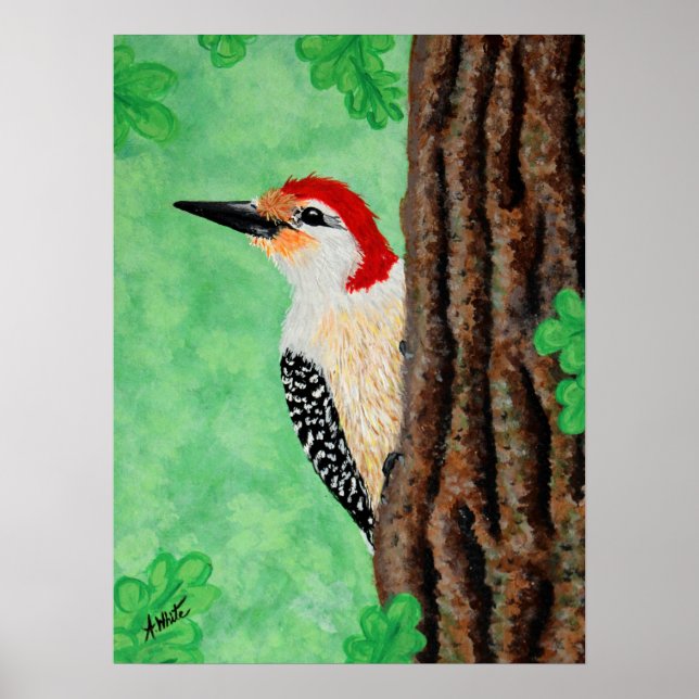 Red Bellied Woodpecker Poster (Front)