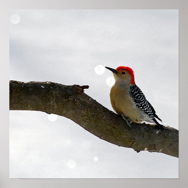 Red-Bellied Woodpecker Poster/Print Poster (Front)