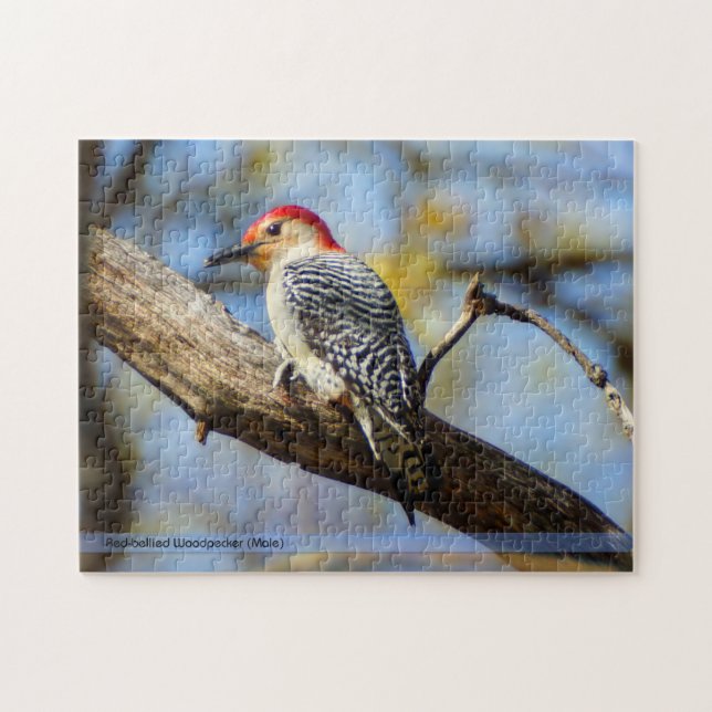 Red-Bellied Woodpecker Puzzle (Horizontal)