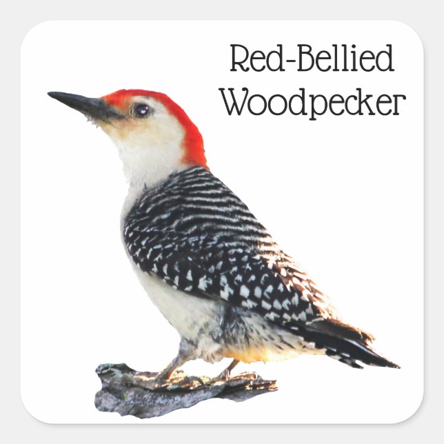 Red Bellied Woodpecker Square Sticker (Front)