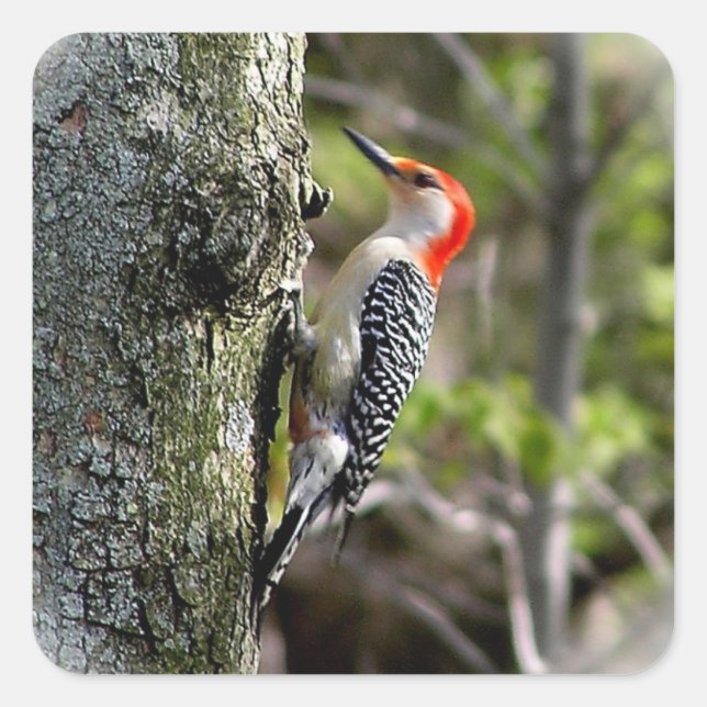 Red Bellied Woodpecker Square Sticker (Front)