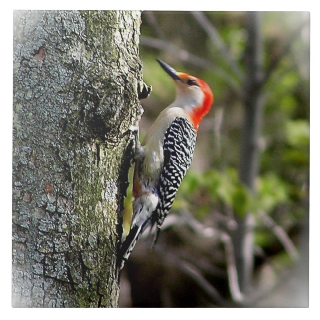 Red Bellied Woodpecker Tile (Front)