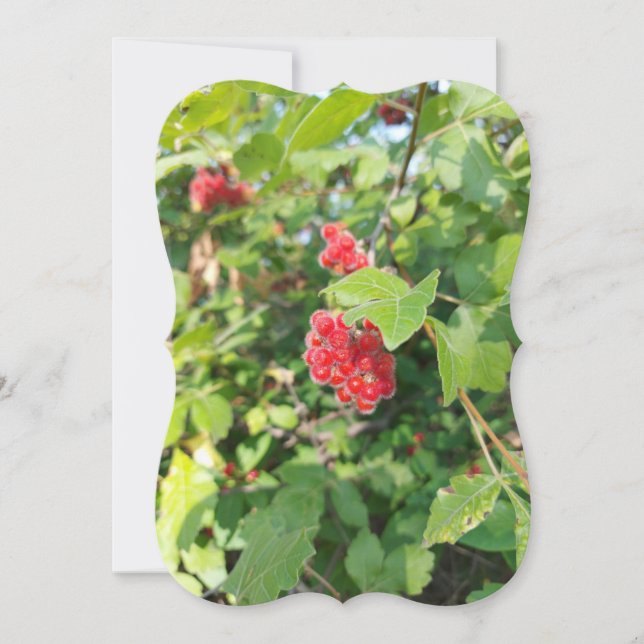 Red Berries Blank Card  (Front)