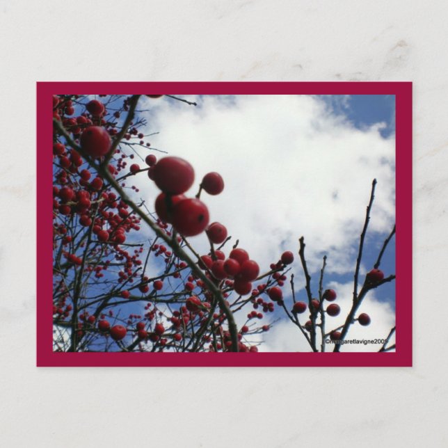 Red Berries, Blue Sky Postcard (Front)