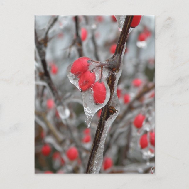 Red Berries Encased in Ice Postcard (Front)