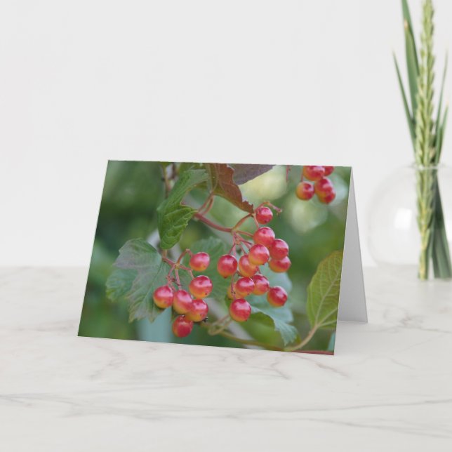 Red Berries Holiday Card (Front)