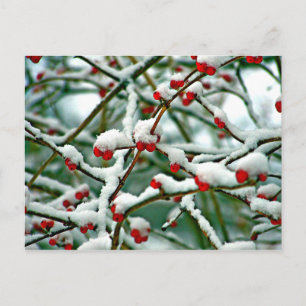Red Berries in Snow Postcard