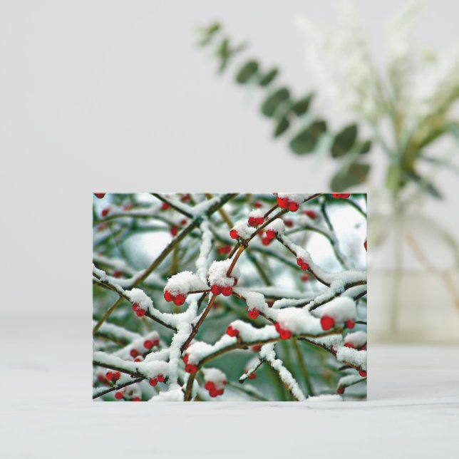 Red Berries in the Snow (2025) Postcard (Standing Front)