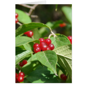 Red Berries Merry Christmas