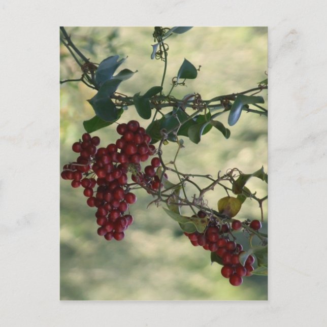Red Berries Postcard (Front)