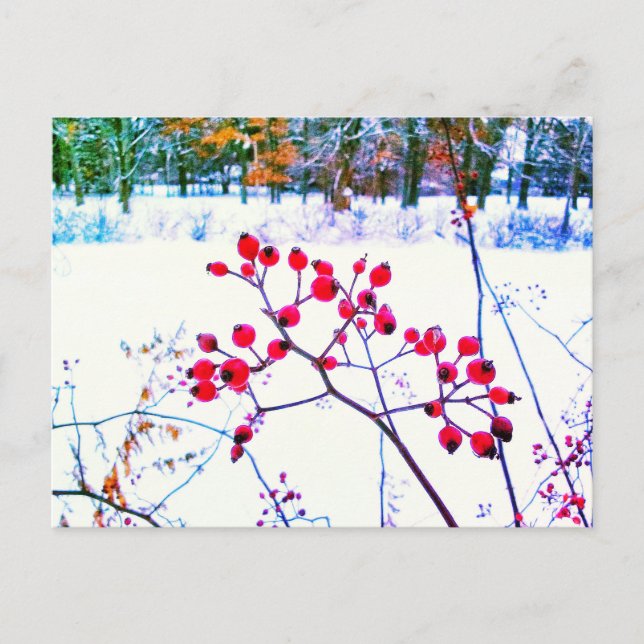 RED BERRIES WINTER POSTCARD (Front)