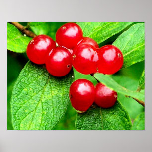 Red Berries With Raindrops Nature Poster