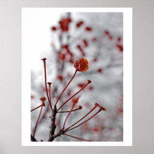 red berry poster