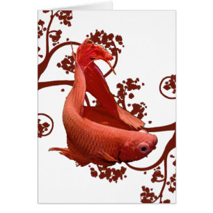 Red Betta Siamese Fighting Fish