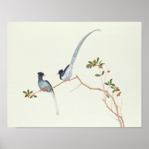 Red-billed blue magpies,a branch red berries poster