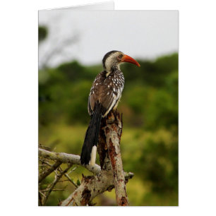 Red-billed Hornbill Bird Card