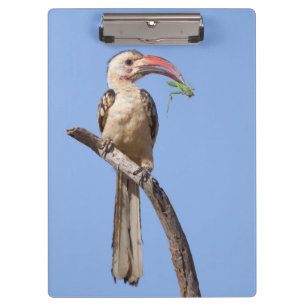 Red-billed Hornbill Clipboard