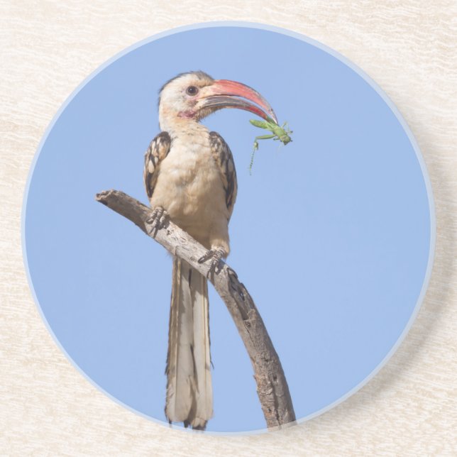 Red-billed Hornbill Coaster (Front)