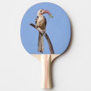 Red-billed Hornbill Ping Pong Paddle