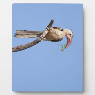 Red-billed Hornbill Plaque