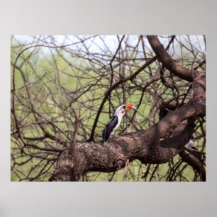 Red-billed Hornbill — Sentinel of the Savannah Poster