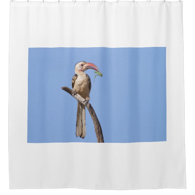 Red-billed Hornbill Shower Curtain (Front)