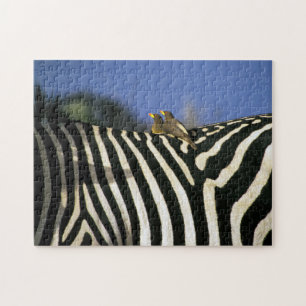 Red-billed oxpecker bird on a Zebra back- Zimbabwe Jigsaw Puzzle