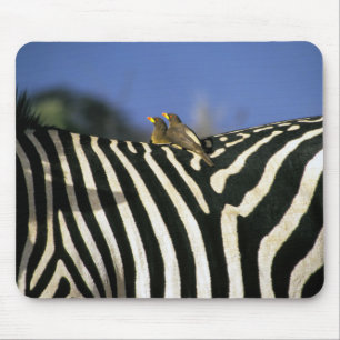 Red-billed oxpecker bird on a Zebra back- Zimbabwe Mouse Mat