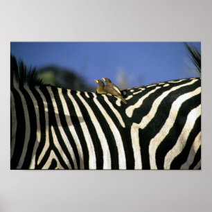Red-billed oxpecker bird on a Zebra back- Zimbabwe Poster