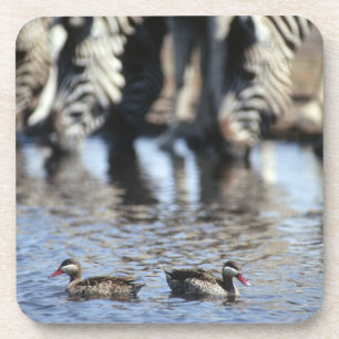 Red-billed teal (Anas erythrorhyncha) pair in Coaster