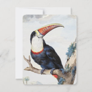 Red-billed Toucan (1748) by Aert Schouman Invitation