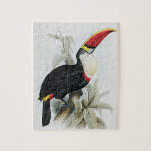 Red-Billed Toucan, from 'A Monograph of the Rampha Jigsaw Puzzle