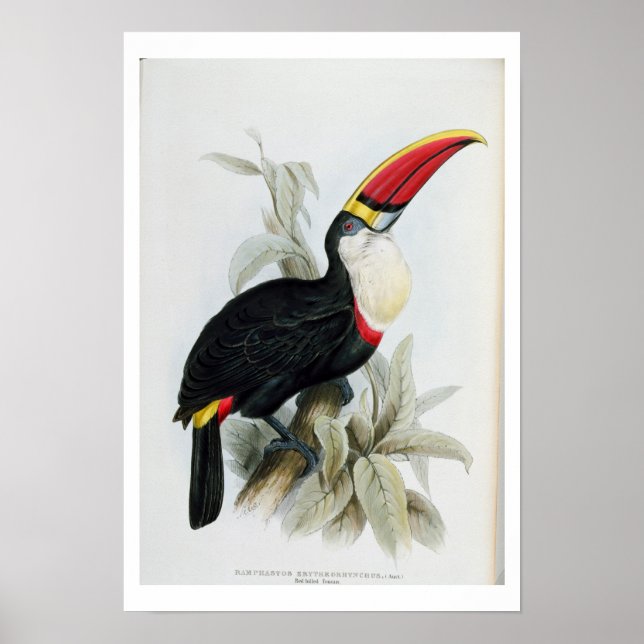 Red-Billed Toucan, from 'A Monograph of the Rampha Poster (Front)