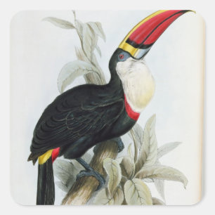 Red-Billed Toucan, from 'A Monograph of the Rampha Square Sticker