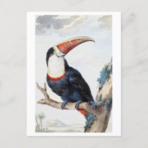 Red-Billed Toucan Vintage Illustration Postcard