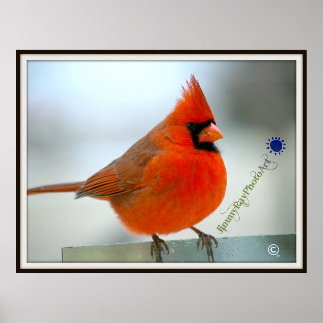 Red Bird Cardinal Poster (Front)