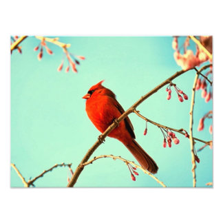 Red Bird & Cherry Blooms Photo Print