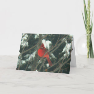 Red Bird in the Snow Holiday Card