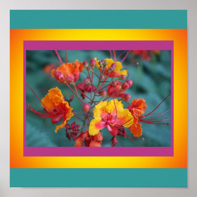 Red Bird of Paradise Poster (Front)