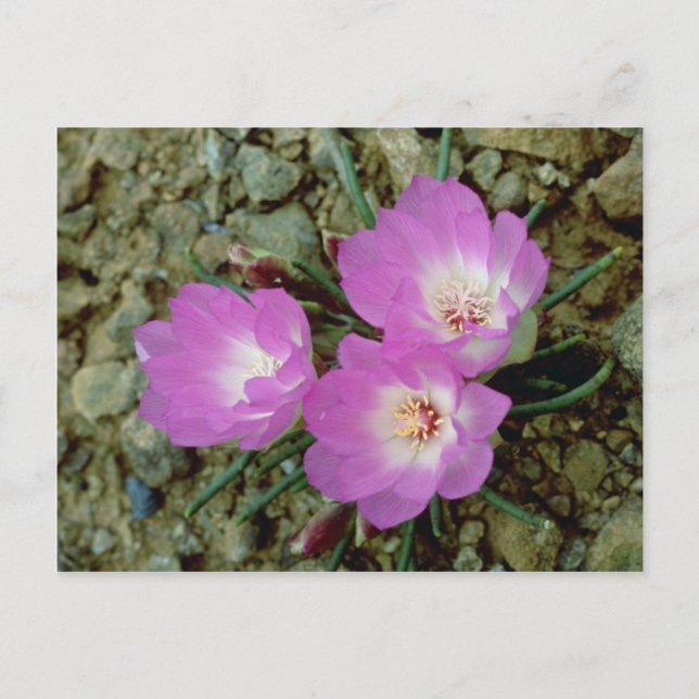 Red Bitterroot flowers Postcard (Front)