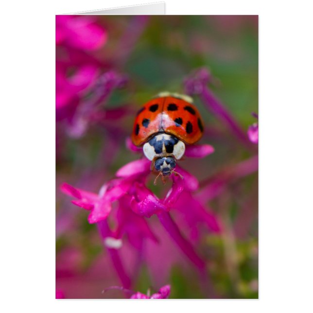 Red Black Ladybug Ladybird on Pink Flowers (Front)