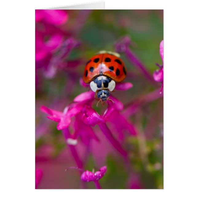 Red Black Ladybug Ladybird on Pink Flowers (Front)