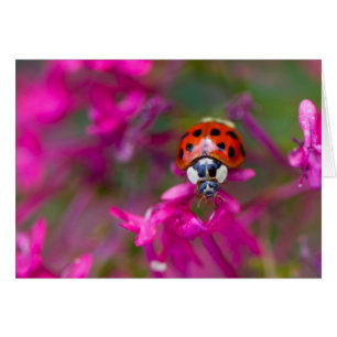 Red Black Ladybug Ladybird on Pink Flowers