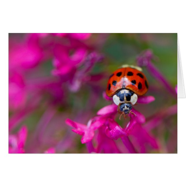 Red Black Ladybug Ladybird on Pink Flowers (Front Horizontal)
