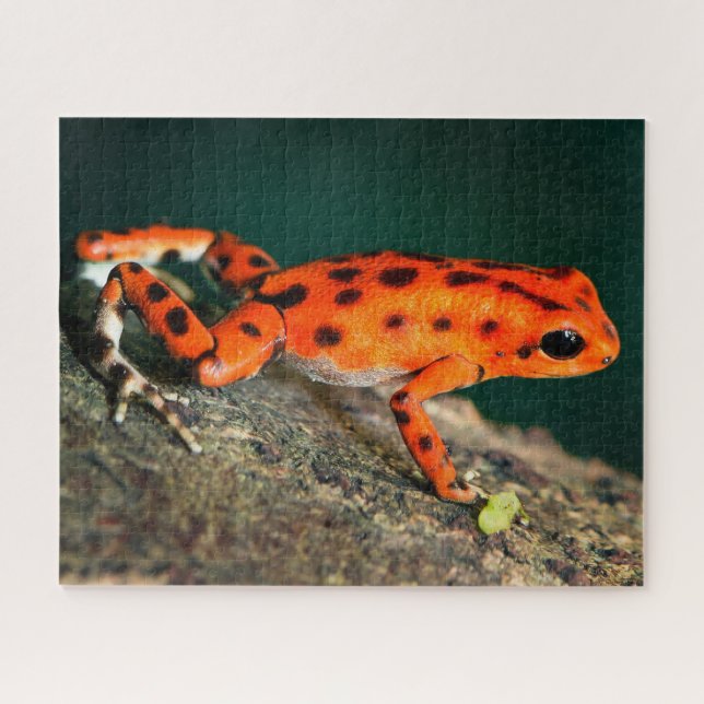 Red & Black Poison Dart Frog Jigsaw Puzzle (Horizontal)