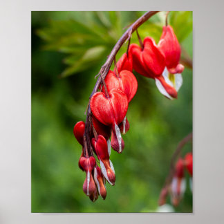 Red Bleeding Heart Flowers Dangling a Stem Poster