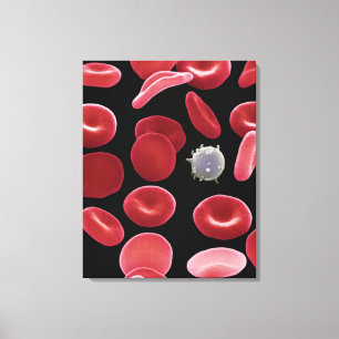 Red Blood Cells and One White Blood Cell Canvas Print