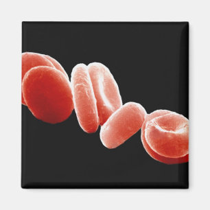Red Blood Cells Magnet
