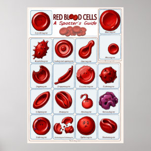 Red blood cells poster
